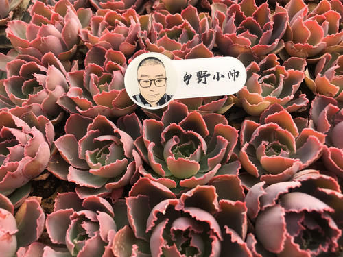 新品多肉大量到货，品种多状态美，你心动了吗？