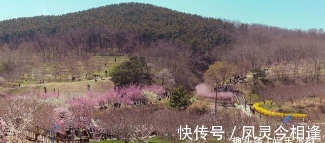 桃花|旧爱回首，桃花朵朵，喜鹊飞舞，难舍难分，旧情复燃