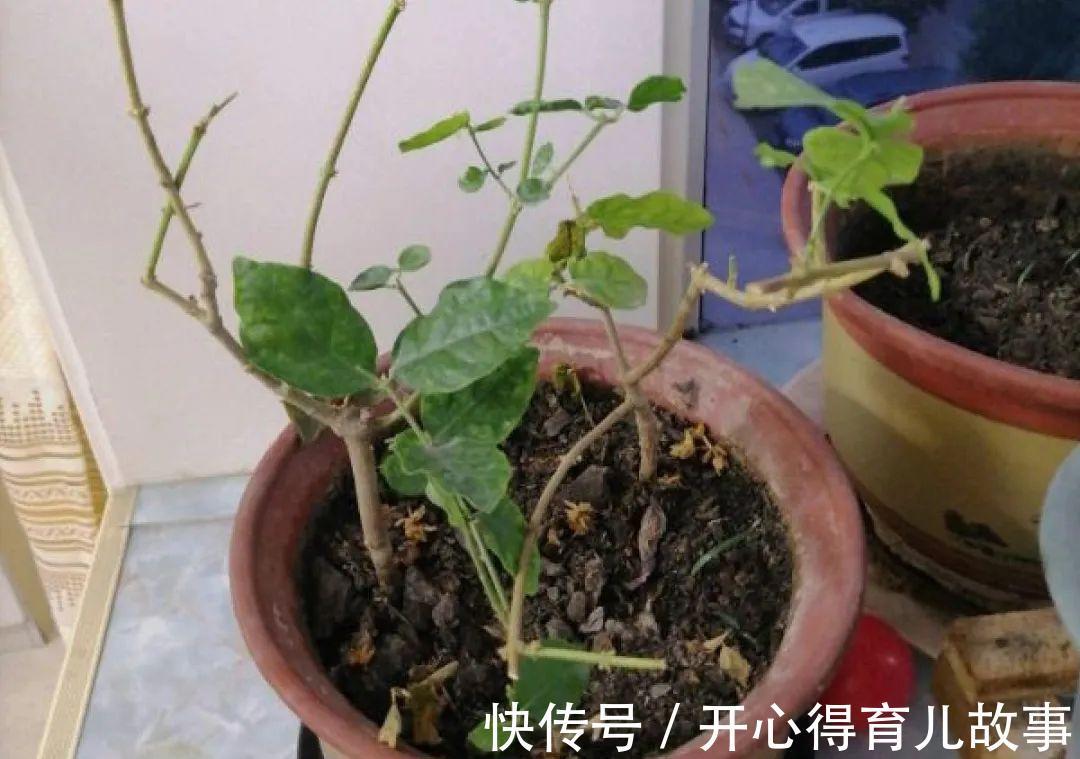 10种花，一降温就黄叶，赶紧换个地方养