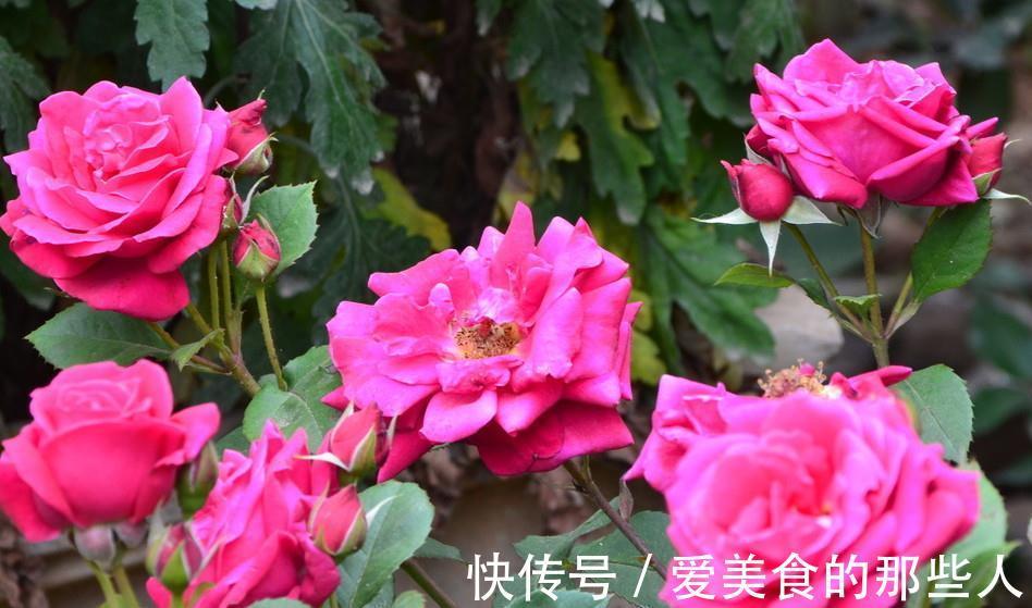 养护月季花,出现这4种信号得小心,赶紧改善否则植株会枯萎