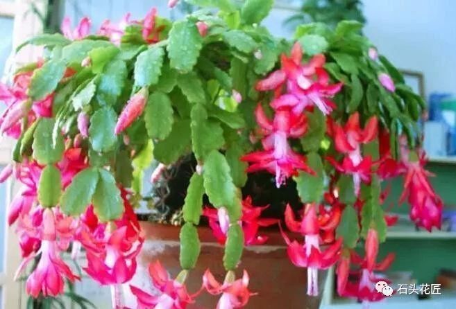孕蕾|吴大妈冬季养花有“1招”,长寿花、蟹爪兰“孕蕾”超快,花疯长