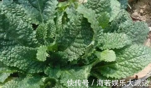 农村|农村有一种草，被称作“猪耳草”“癞蛤蟆草”，药用价值极高