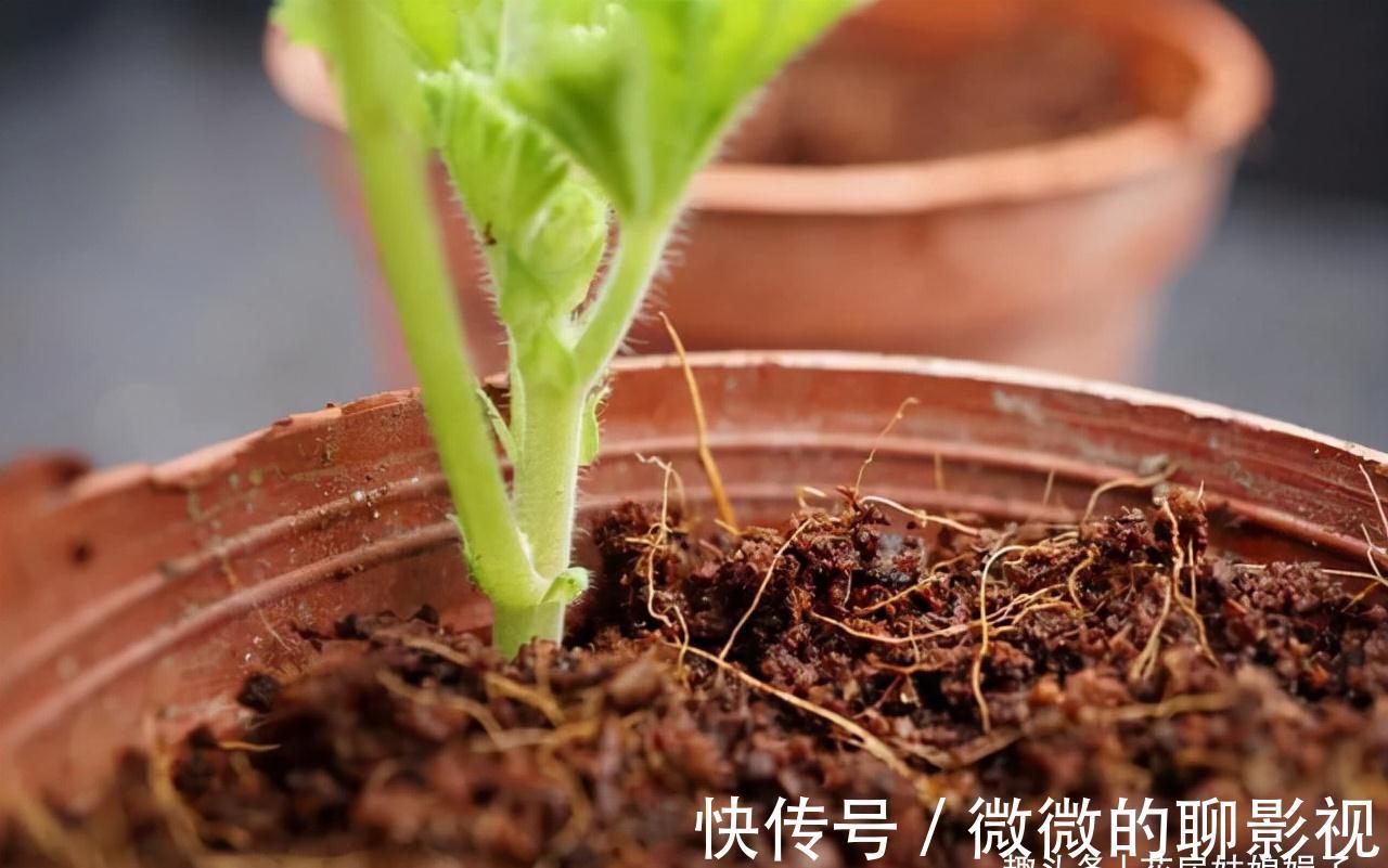 磷酸二氢钾养花作用大，它有很多个“妙用”，很多人就只知道一个