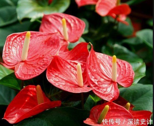 漂亮|谁见了都喜欢的4种花，好养又漂亮，全年开花不断