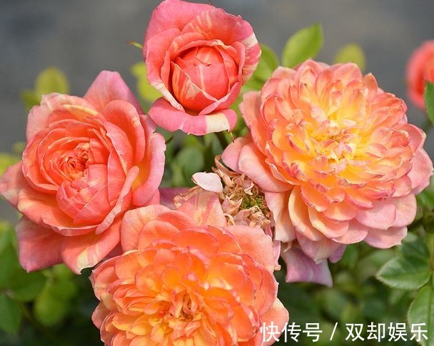 养花就养“它”,一年四季都开花,花开“多色”,30天养“爆盆”