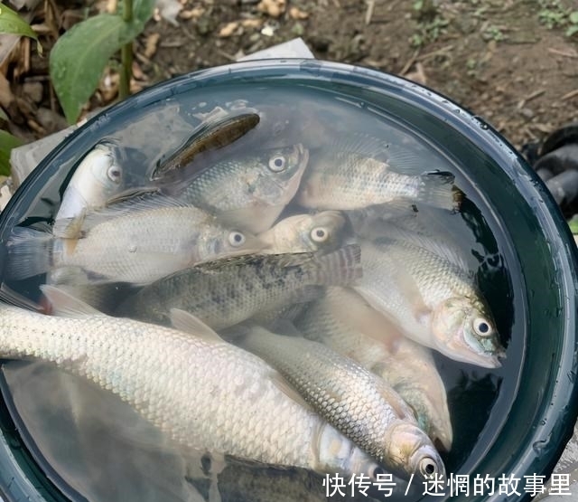 钓鱼|过山鲫泛滥？广西钓友河道钓鱼，两小时钓了几十条过山鲫