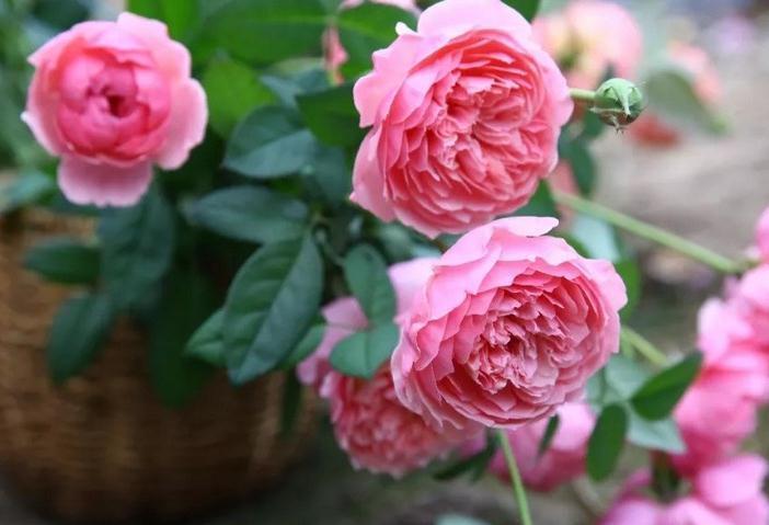 一米高的月季笋芽,现在该不该剪,不同阶段处理方式大不同