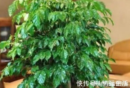 自带“财气”的3种花,家里一定要养,添福添吉日子越过越红火
