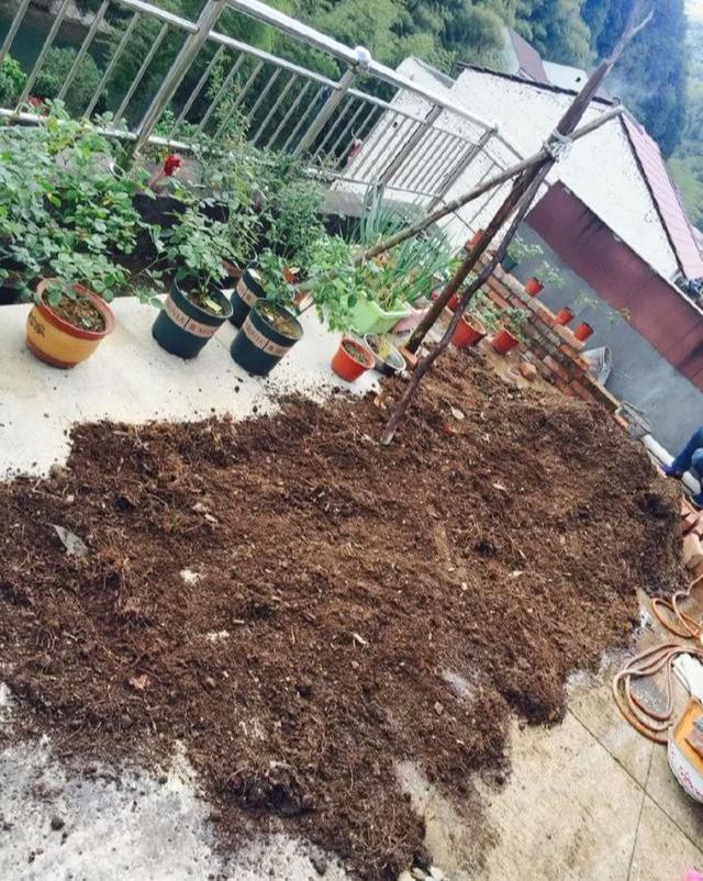 害处|锯末养花害处大,不如用“松针”,可是万能养花土