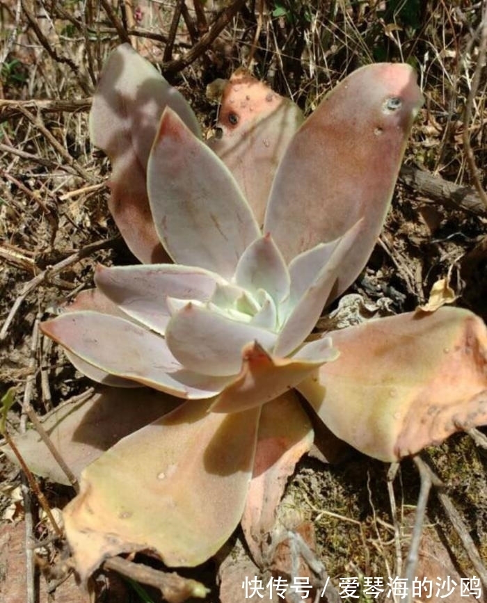 古典风十足的多肉植物,陆游钗头凤中的红酥手,你养过它吗?