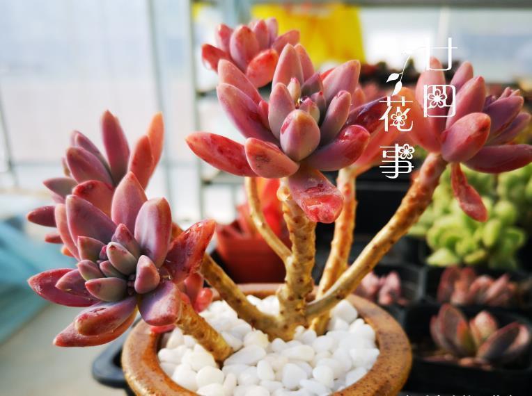 多肉|浇水太勤快,多肉长成“豆芽菜”?简单2方法,又萌又胖美回来!