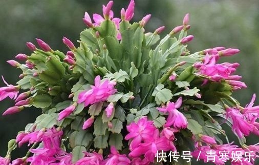 仙客来|4种花是花中劳模,一年四季开花不断,一盆千百朵,枝头花苞满