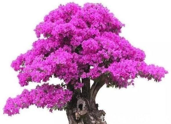 还在养花弄草那是你落伍了,种上这3种树才妙,男女老少都喜欢!