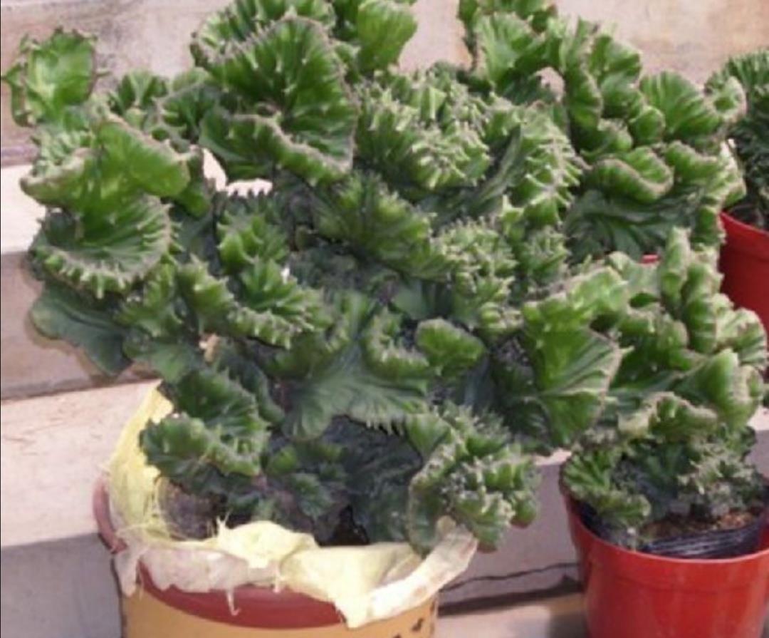 1种植物叫“玉麒麟”,株型奇特,美观大方,养在家里还能招财