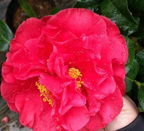 人脸|花型比“人脸”还大的茶花，比牡丹还要美，香味十足，北方也能养