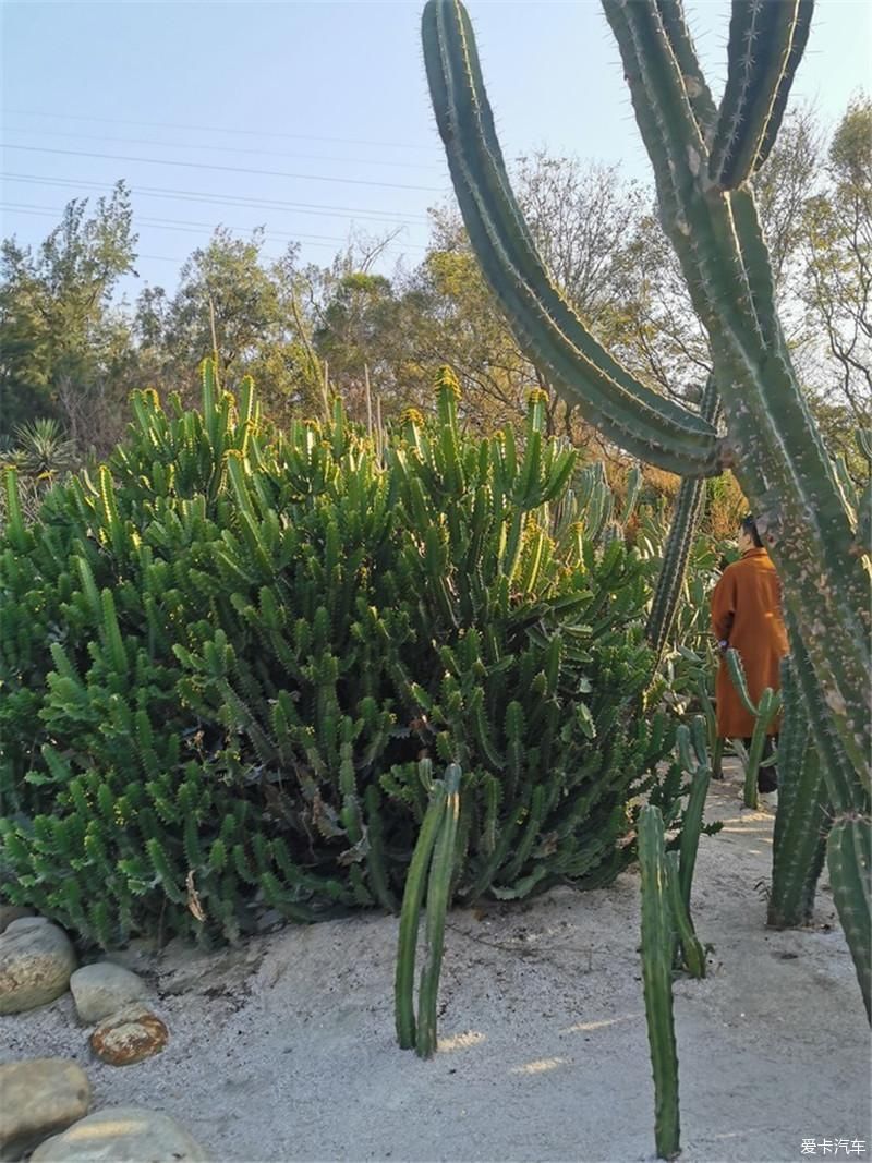 花海|厦门自由行