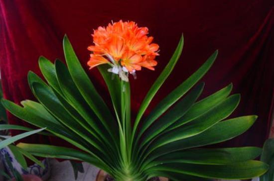 入冬后是君子兰的“关键期”,教你几个“窍门”,早学会早开花!