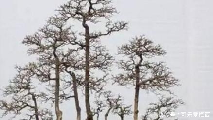 盆景新桩的栽培应该注意什么赶紧看看！