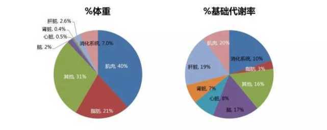 降低|基礎代謝是怎么降低的？
