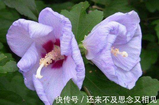 木槿|4种花养在家里超美的，开起花来拦不住，不易生病好养护
