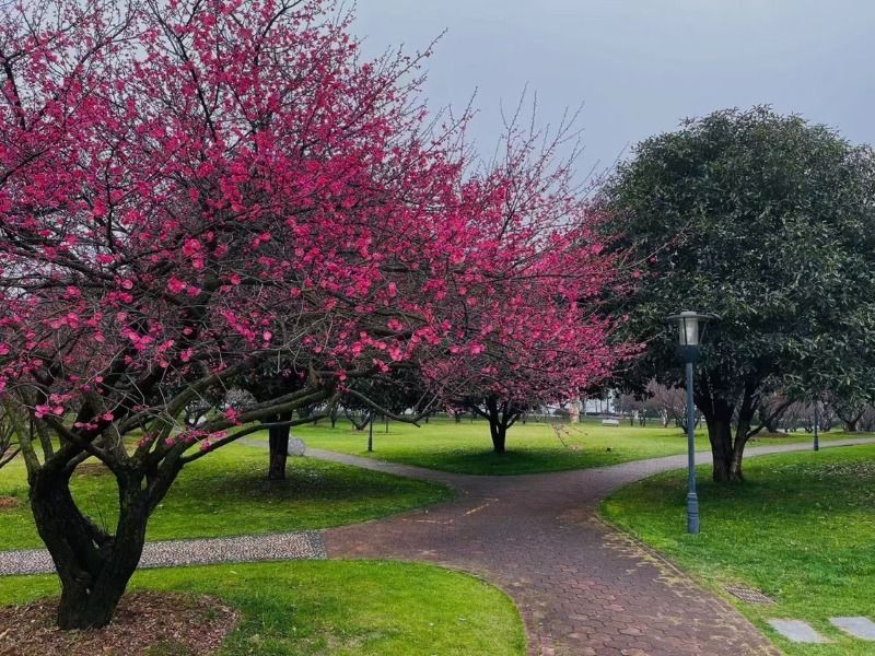 周末赏花去！长沙各大公园早樱、梅花开了，海棠、桃花、吉野樱正在枝头排队……