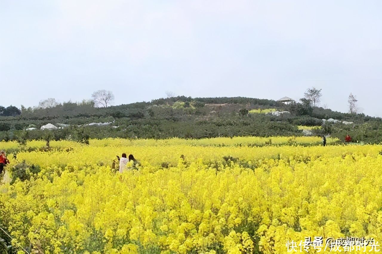 22℃的成都 7个油菜花地点 就近选择