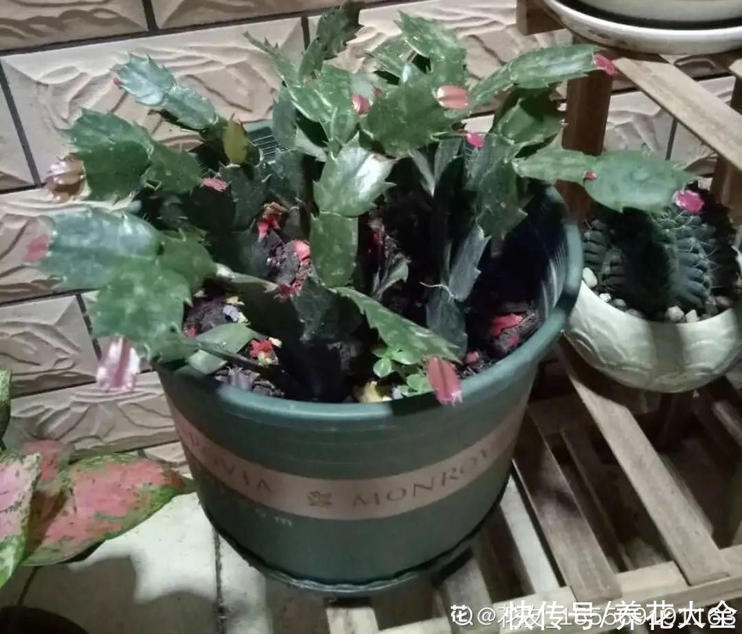 天热了，8种花要休眠，要少浇水