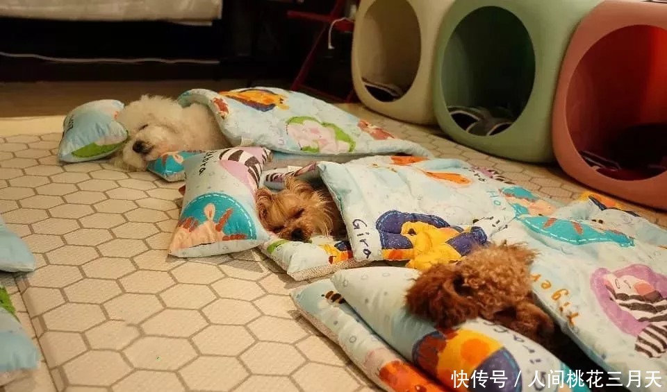 便宜|铲屎官送狗狗去幼儿园,看到发来的照片后却酸了难怪学费不便宜