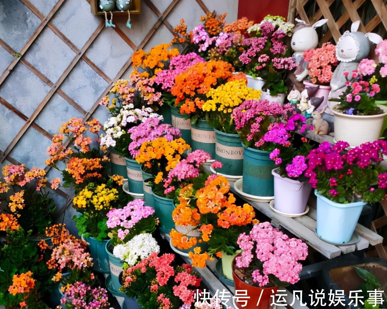 10种健康花,适合养客厅,吉祥有品味,关键个个都是净化高手