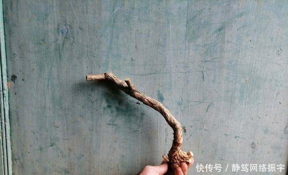 玩盆景造型很重要哦,就像这两个六月雪素材,这样培育真的美翻了