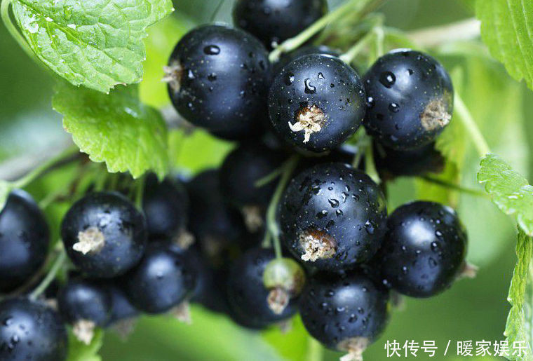 皱纹|女人手脚冰凉,每天吃一些,可以温补气血,防止皱纹、晒不黑