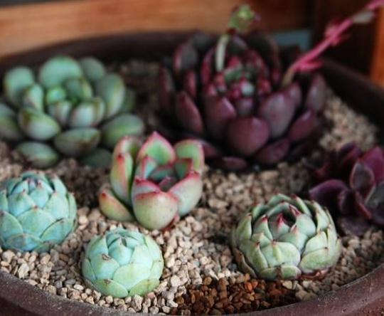 不管养啥多肉，拖出来“剪一刀”，叶片肥又亮，呼呼“肥3圈”