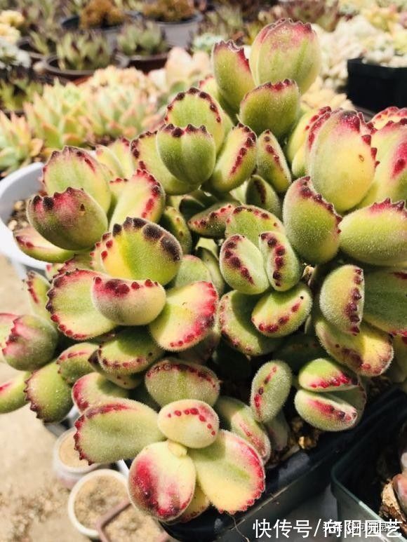 养多肉，没那么多事，少去管它，靠天吃饭，也能养出好状态