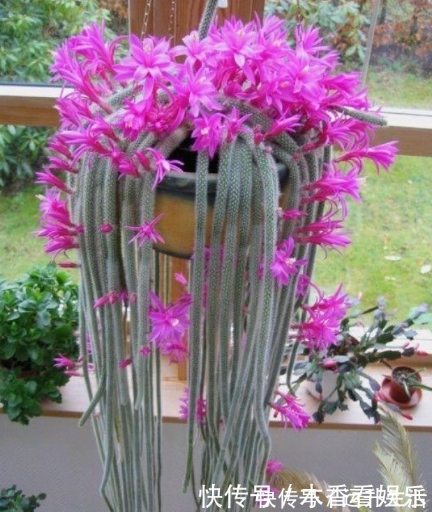 花卉盆栽|秋冬就养这“花”,越冷越爱开,比蟹爪兰还漂亮,养100盆也不多