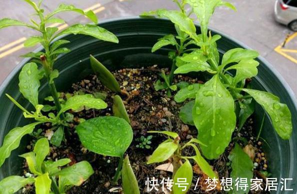养花|三种夏日花，扦插正当时，喜欢的建议尽快繁殖“小苗”