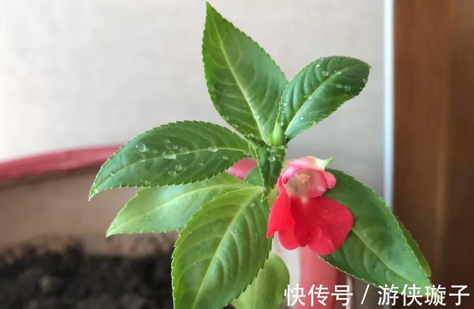 几种花很漂亮，好吃又养生，懂花的人都喜欢，你家有吗