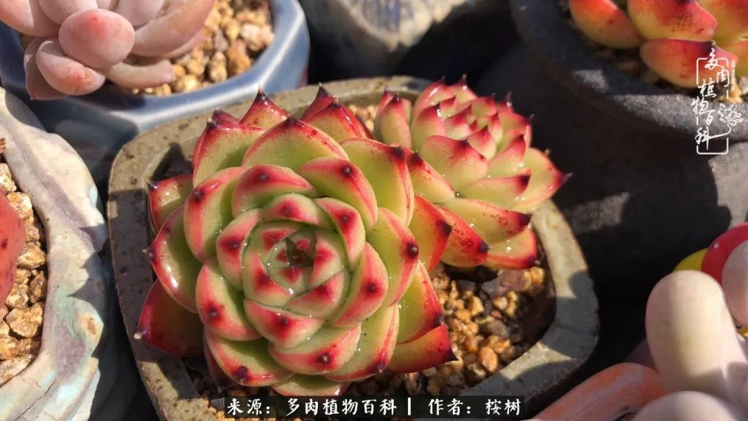 多肉度夏经验谈四季皆露养,兢兢业业养肉三年半!