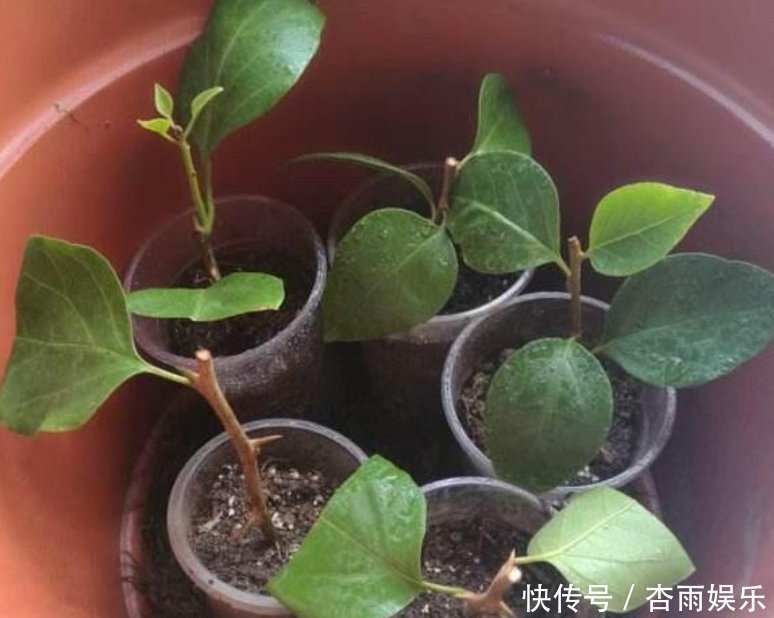 天竺葵|喜欢养花，就选这5种，“扔土里”就活，2月爆满盆，花开满阳台