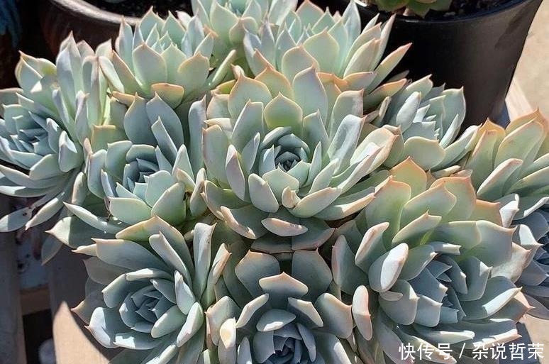 石莲花属|体积变小、狂冒气根?多肉可能“危险”了,根据这2点经验去预防