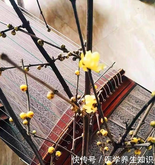 两种“花枝”很漂亮,花友很喜欢,一个水瓶就能养,花香四溢的!