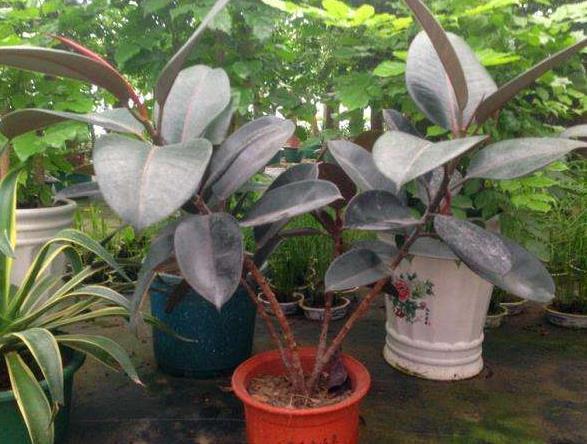 2种花，“再贵”也要养，客厅养“2盆”，“空气”都变好了，值