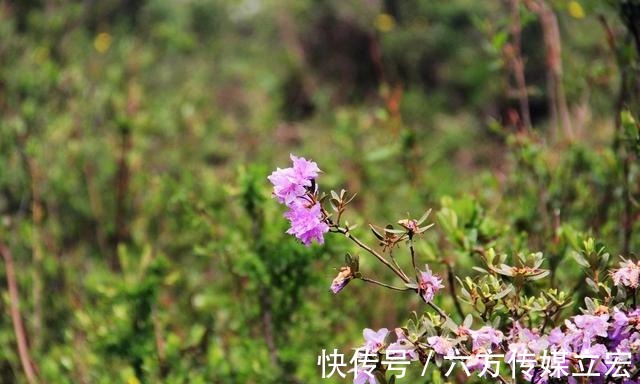 杜鹃花|青海夏季的山坡是这么的美丽，杜鹃花是最好的花