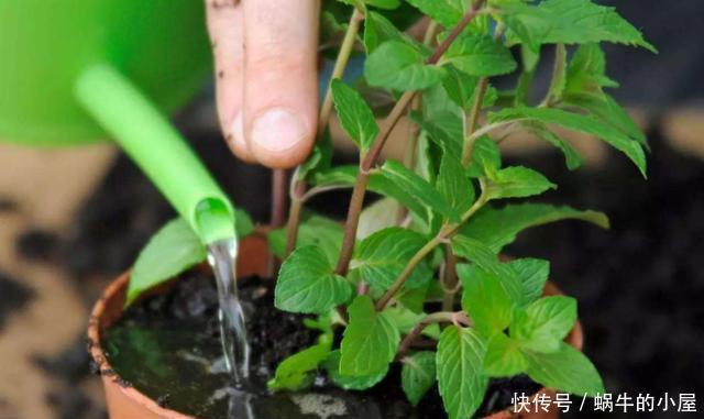 6种人养花真不适合,买了花也活不久,浪费钱