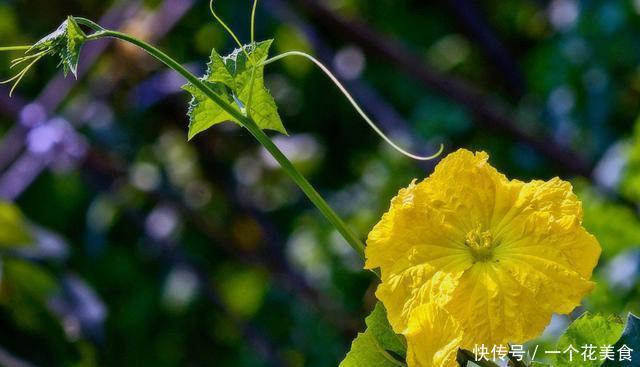 深秋|深秋宜喝这款汤,营养美味,好吃不上火
