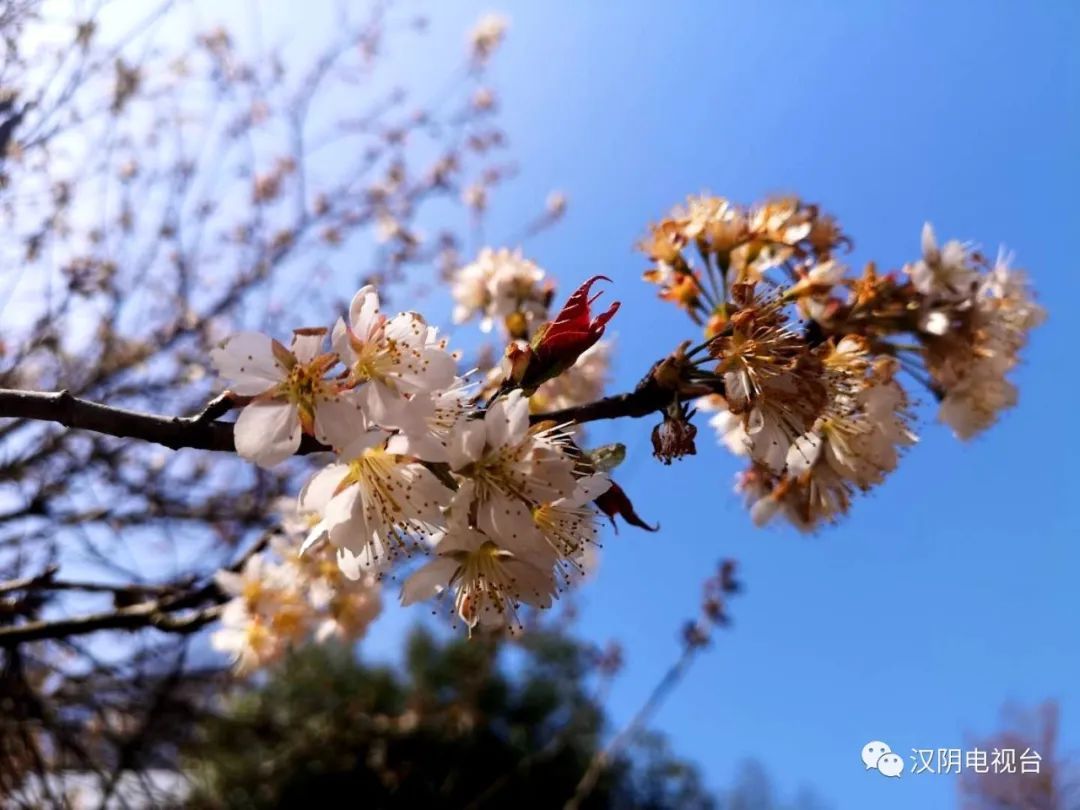 一夜春風來 花兒朵朵開