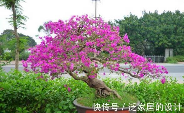 枝条|你养的三角梅不开花，也许是几个因素在作祟