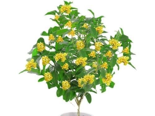 这五种花摆放在家里,娇艳高贵又芬香,净化杀菌还养人