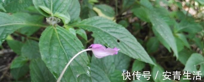 草药|这种能续筋接骨的草药，长在路边，竟无人认得，中医，真的式微了