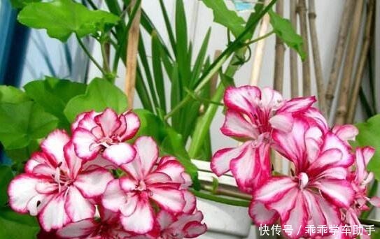 阳台养花就养它，耐热好养、开花多，夏天开到爆盆，像一个小花园！