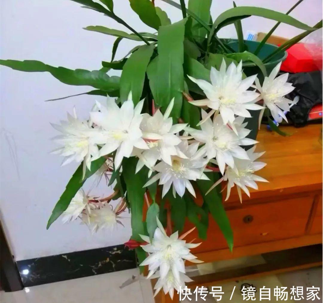 这花真稀罕,刚开花就被掐光了,花钱未必买得到!